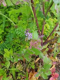 Attēlu rezultāti vaicājumam “Vicia sylvatica leaf”