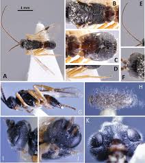 Attēlu rezultāti vaicājumam “Mythimna sp.”
