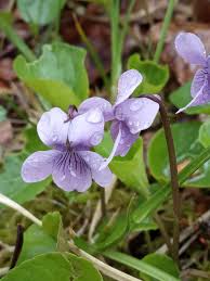 Attēlu rezultāti vaicājumam “Viola epipsila leaf”