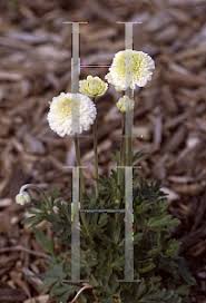 Attēlu rezultāti vaicājumam “Anemone sylvestris fruit”