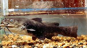 Image result for Ameiurus melas