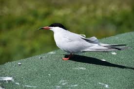 Attēlu rezultāti vaicājumam “Sterna hirundo”