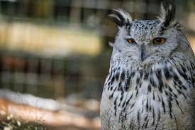 Attēlu rezultāti vaicājumam “Strigiformes”