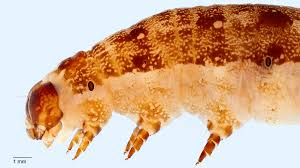 Attēlu rezultāti vaicājumam “Agrochola litura imago”