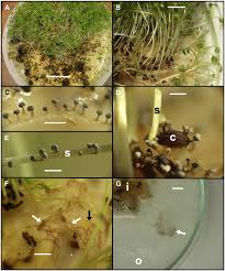 Attēlu rezultāti vaicājumam “Stemonitis herbatica stalked”