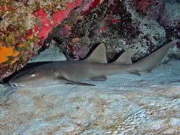 Image result for Ginglymostoma cirratum