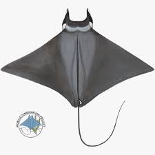 Image result for Mobula hypostoma