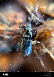 Attēlu rezultāti vaicājumam “Pterostichus oblongopunctatus”