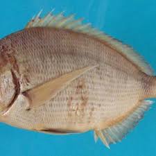 Image result for Diplodus cadenati