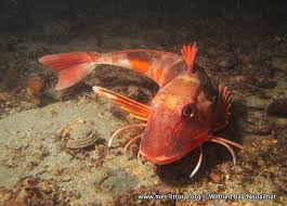 Image result for Chelidonichthys cuculus