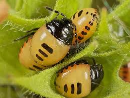 Attēlu rezultāti vaicājumam “Tritomegas bicolor imago”