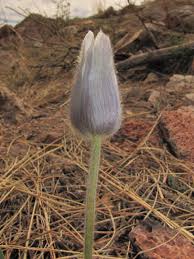 Attēlu rezultāti vaicājumam “Pulsatilla patens bud”