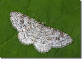 Attēlu rezultāti vaicājumam “Hydrelia sylvata”