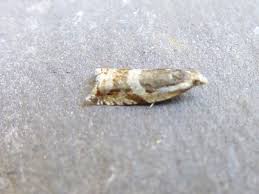 Attēlu rezultāti vaicājumam “Ancylis myrtillana”