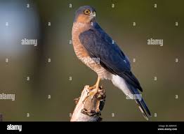 Attēlu rezultāti vaicājumam “Accipiter nisus male”