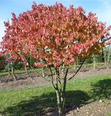 Attēlu rezultāti vaicājumam “Cornus mas”
