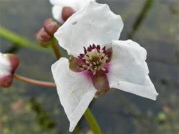 Attēlu rezultāti vaicājumam “Sagittaria sagittifolia flower”