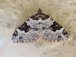 Attēlu rezultāti vaicājumam “Xanthorhoe fluctuata”