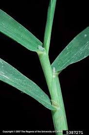 Attēlu rezultāti vaicājumam “Digitaria ischaemum”