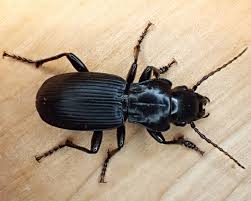 Attēlu rezultāti vaicājumam “Pterostichus melanarius”