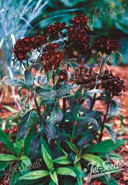 Attēlu rezultāti vaicājumam “Dianthus barbatus”