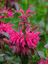 Image result for Monarda didyma