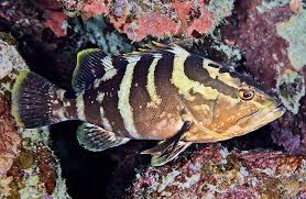 Image result for Epinephelus striatus