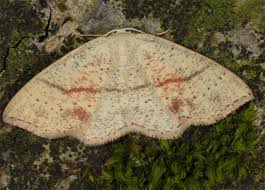 Attēlu rezultāti vaicājumam “Cyclophora punctaria”