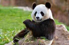 Résultat de recherche d'images pour "pandas"