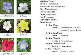 Attēlu rezultāti vaicājumam “Linum catharticum fruit”