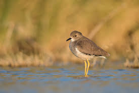 Image result for Vanellus leucurus