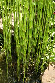 Attēlu rezultāti vaicājumam “Equisetum hyemale”