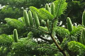 Attēlu rezultāti vaicājumam “Abies alba”