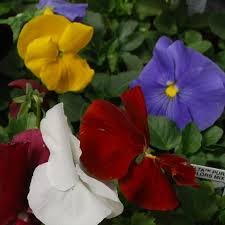 Image result for Viola x wittrockiana `Hiemalis`