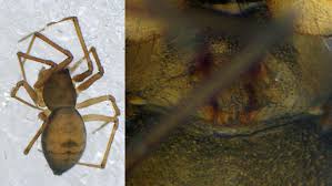 Attēlu rezultāti vaicājumam “Rabdophaga degeeri”