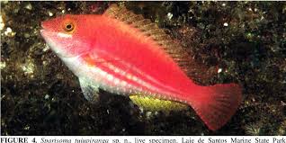 Image result for Sparisoma amplum