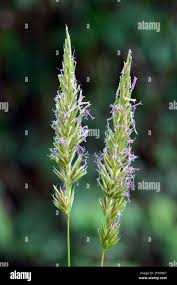 Attēlu rezultāti vaicājumam “Gramineae”