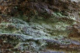 Attēlu rezultāti vaicājumam “Lepraria incana”