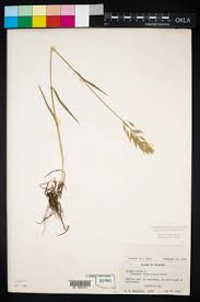 Attēlu rezultāti vaicājumam “Bromus hordeaceus subsp. hordaceus”