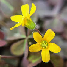 Attēlu rezultāti vaicājumam “Oxalis corniculata”