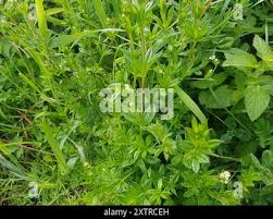 Attēlu rezultāti vaicājumam “Galium rivale leaf”