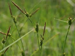 Attēlu rezultāti vaicājumam “Carex hostiana”