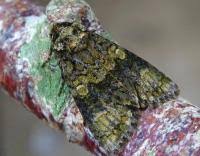 Attēlu rezultāti vaicājumam “Craniophora ligustri”