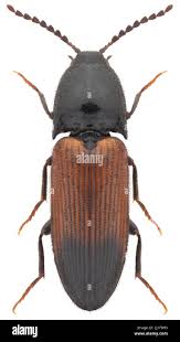 Attēlu rezultāti vaicājumam “Ampedus balteatus”