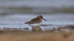 Attēlu rezultāti vaicājumam “Calidris falcinellus”