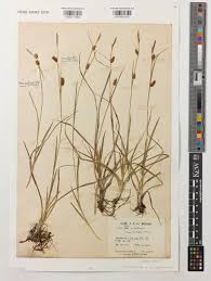 Attēlu rezultāti vaicājumam “Carex hostiana”