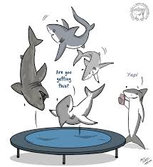 Image result for Scylliogaleus quecketti