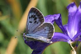 Attēlu rezultāti vaicājumam “Phengaris arion upperside”