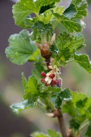 Attēlu rezultāti vaicājumam “Ribes uva-crispa”