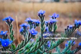 Attēlu rezultāti vaicājumam “Anchusa arvensis”